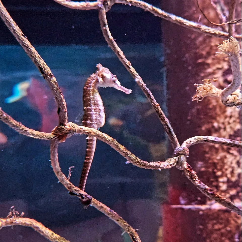 水族館水槽裡攀附枝條的海馬