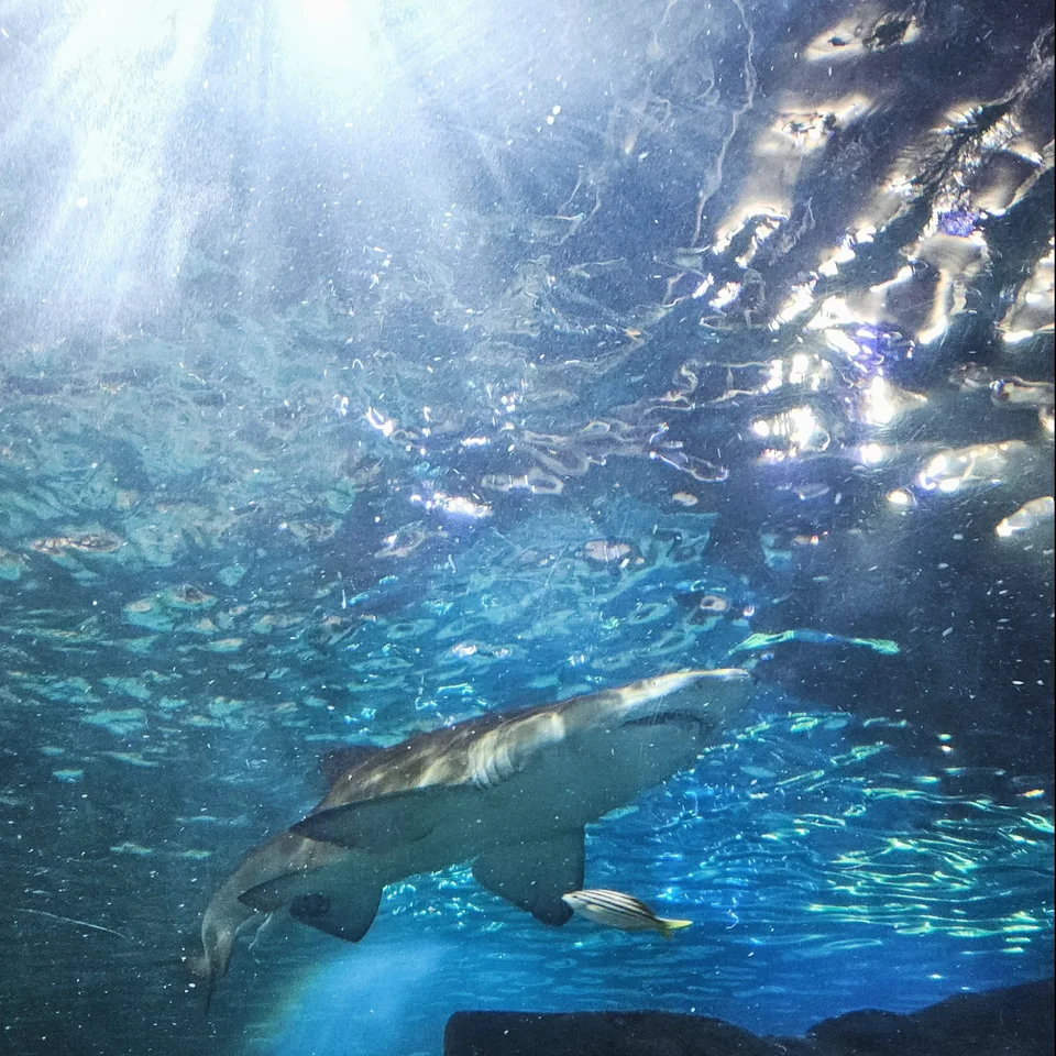 鯊魚游過水族館水槽