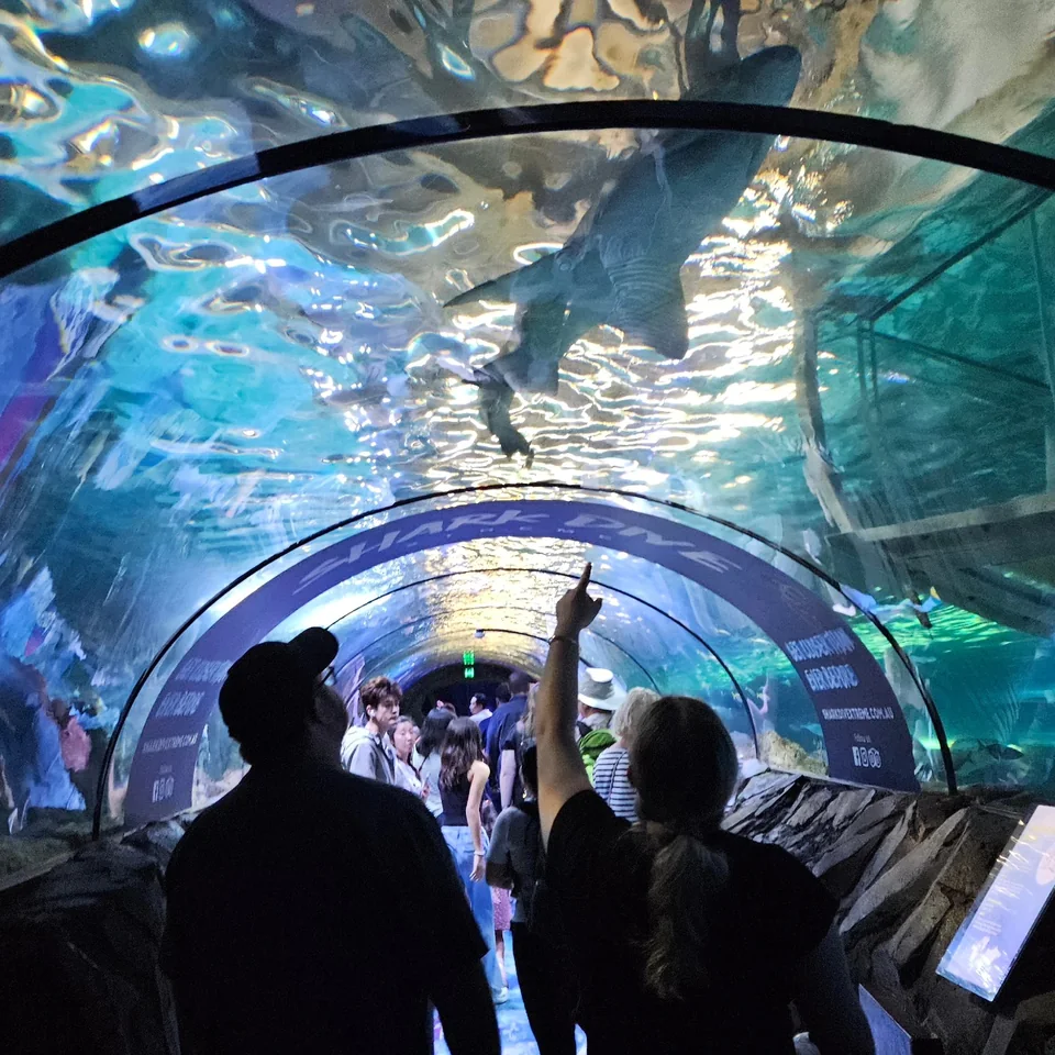 水底隧道與上方游過的魚群