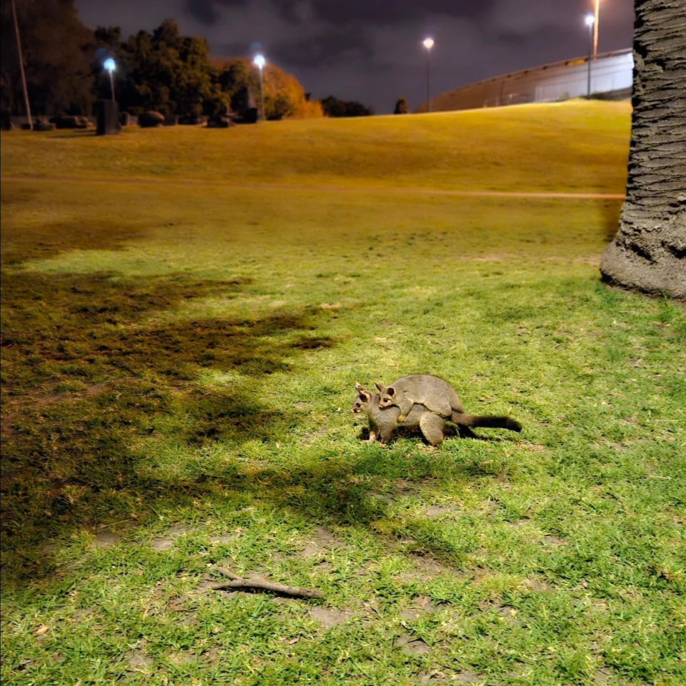夜間公園草地上活動的小型野生動物