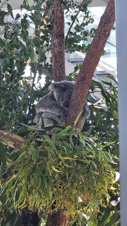 樹幹分叉處蜷縮沉睡的無尾熊 · 10/30 14:48