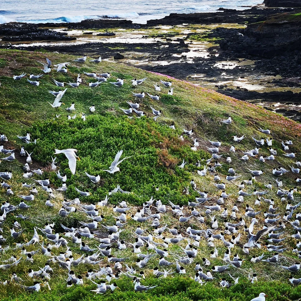 山坡草地上密密麻麻棲息的海鷗群