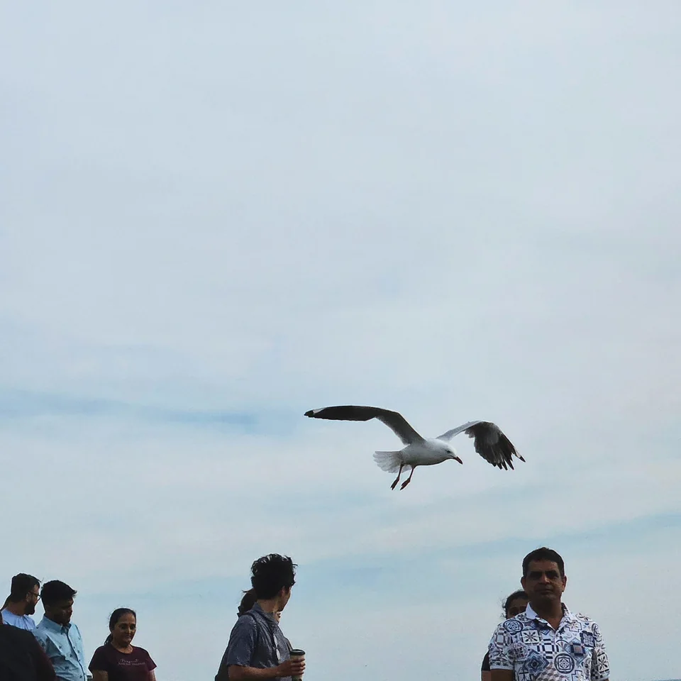 諾比司角迎海面的壯麗木棧道與海天一色