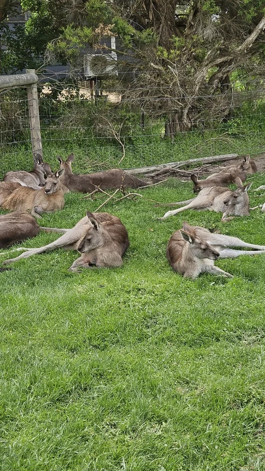 Maru 野生動物園草地上集體側臥昏睡的慵懶灰袋鼠