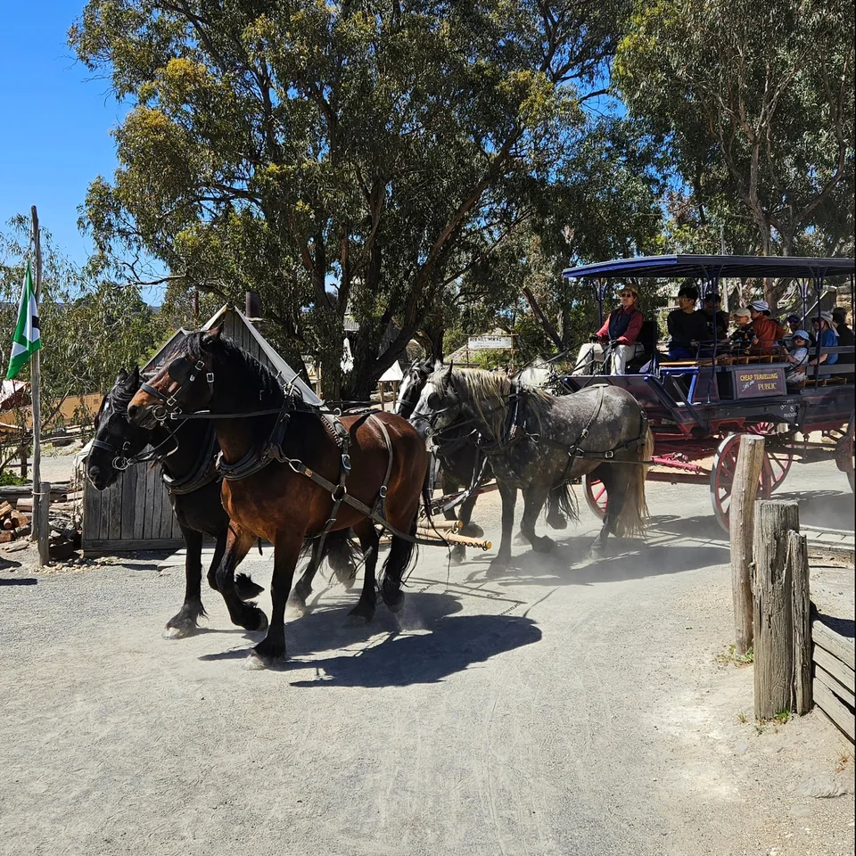 四匹駿馬拉著滿載遊客的復古四輪客運馬車，在主街泥土路上揚塵奔馳，宛如穿越回 1850 年代 · 11/03 13:46