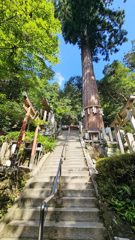 由岐神社陡峭石階與參天大杉神木